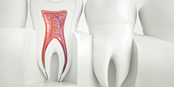 Cross section of a tooth